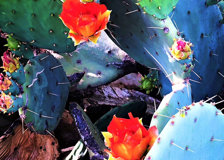  Colorful Prickley Pear Art | Phyllis Tracy Fine Art