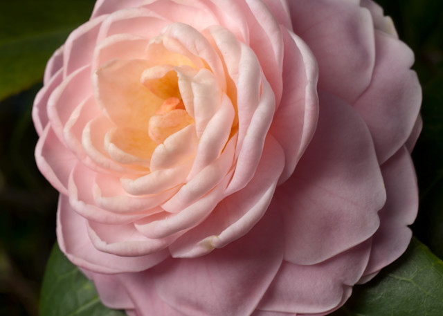 "Pink Perfection" Camellia Photography Art | Rick Gardner Photography