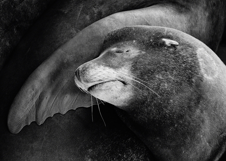 Finley Sealface Art | Karen Hutton Fine Art