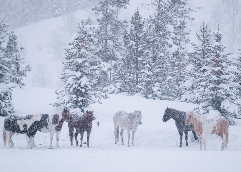 Herd Of Snow Art | Karen Hutton Fine Art