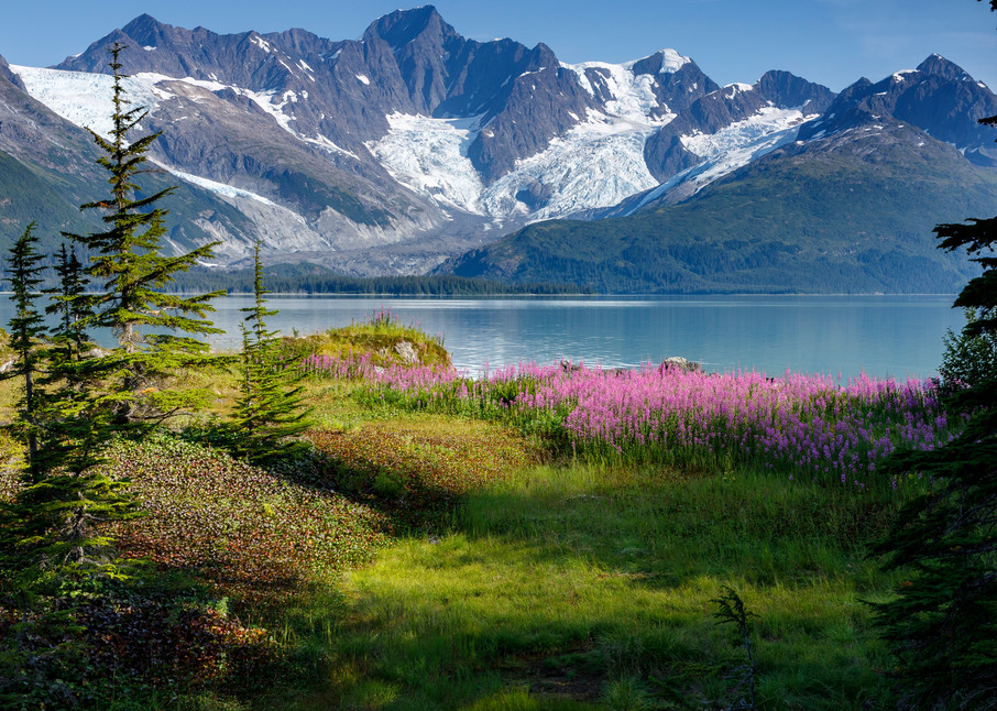 Summer landscape of Fireweed, trees and hanging glaciers in Harriman Fjord of Prince William Sound. Southcentral, Alaska

Photo by Jeff Schultz/  (C) 2019  ALL RIGHTS RESERVED