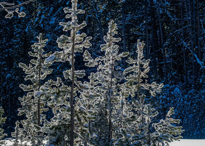 Backlit Pines Art | Open Range Images