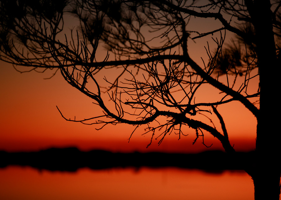 Western Lake sunset silhouette of a tree near 30a