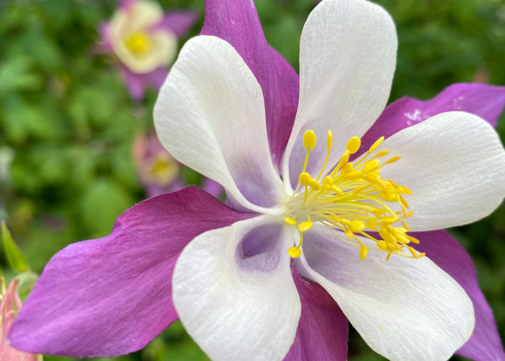 Columbines In July Photography Art | Visionary Adventures, LLC