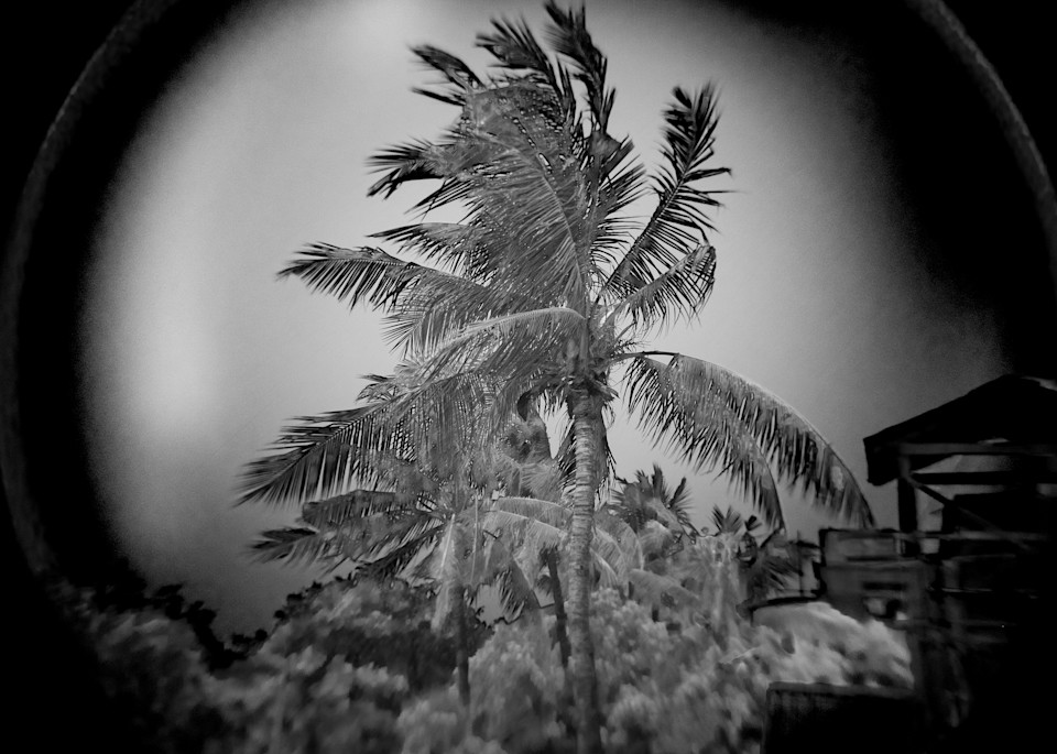 Palm Trees In The Rain, Mandalay Photography Art | Photography's Dead