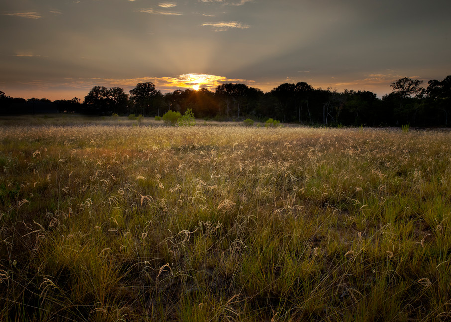 Setting Sun. Windmill Grass Photography Art | Rick Gardner Photography