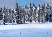 Winter Tug Hill Frozen Trees  Photography Art | Kurt Gardner Photography Gallery