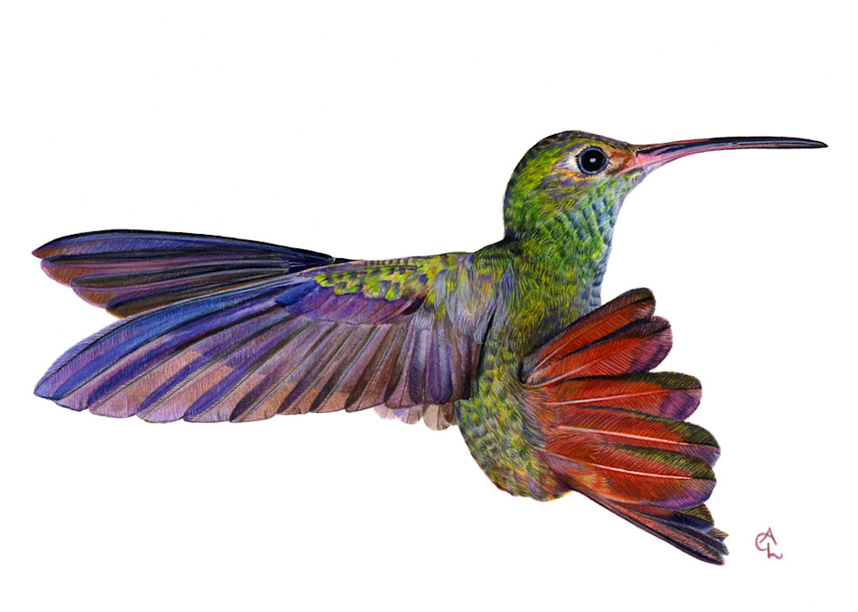 Rufous Tailed Hummingbird   "Alane's Hummingbird" Art | Gossamer Lane Fine Art