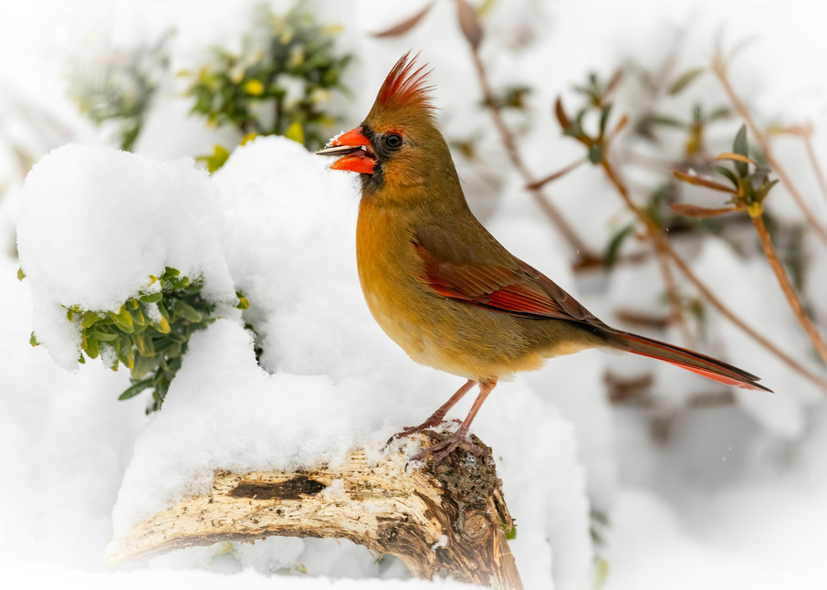 Female Cardinal in Snow with Nut
