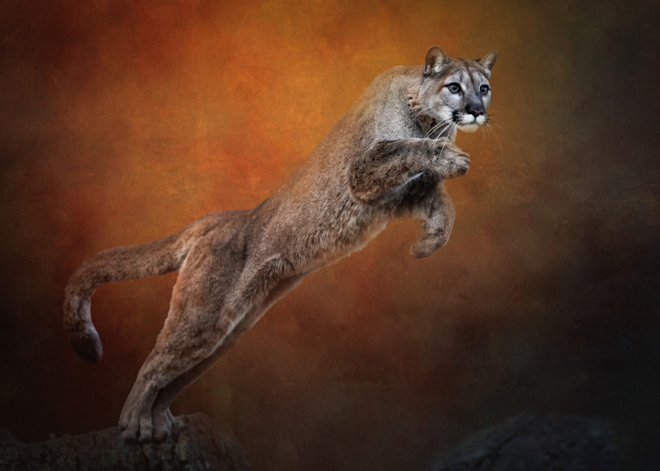 Leaping Mountain Lion