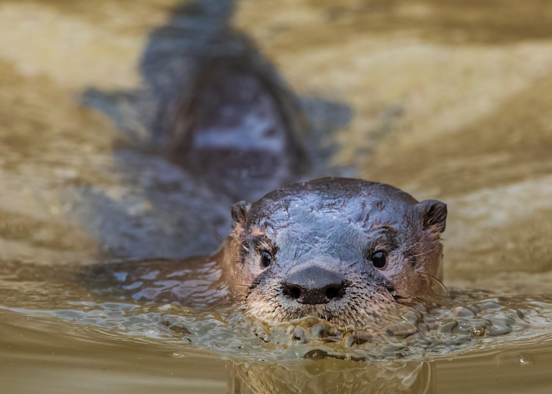 River Otter Swimming at Golden Hour