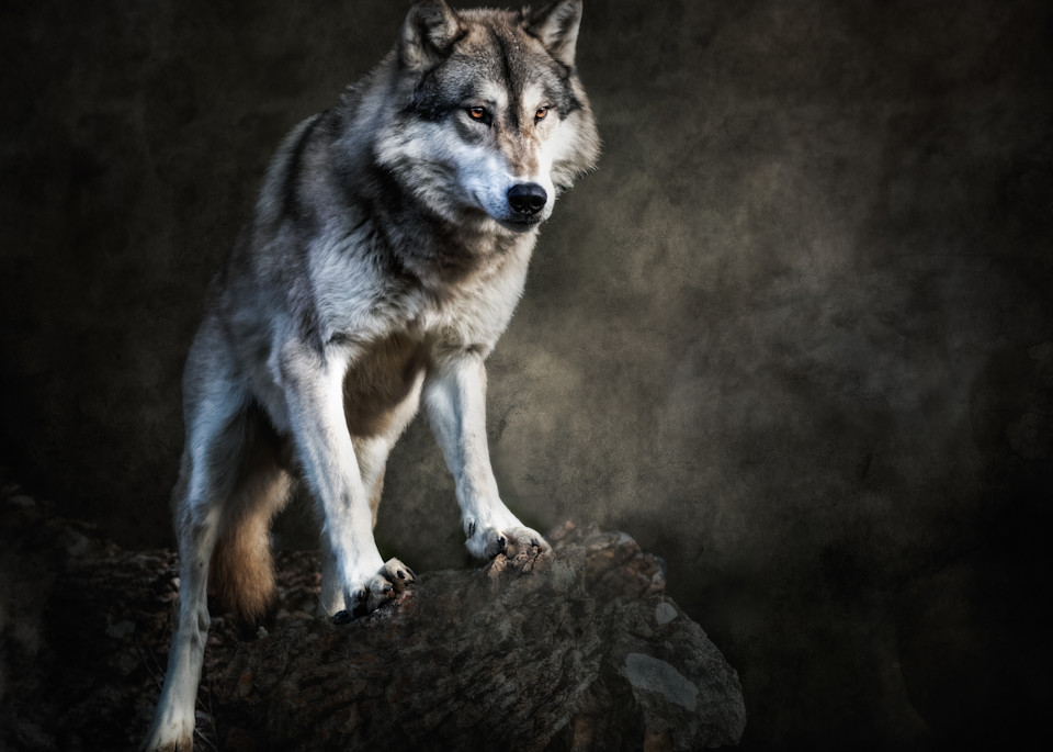 Wolf on Boulder with Textured Background