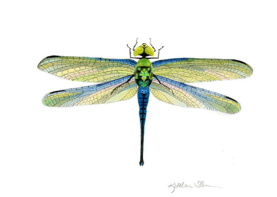 Imagined Dragonfly Art | Kathleen Slaven Art