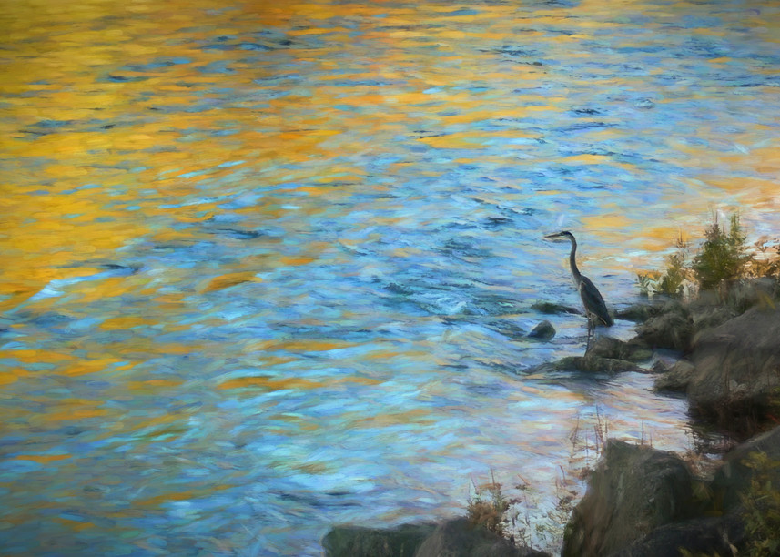 Heron, Blue and Gold