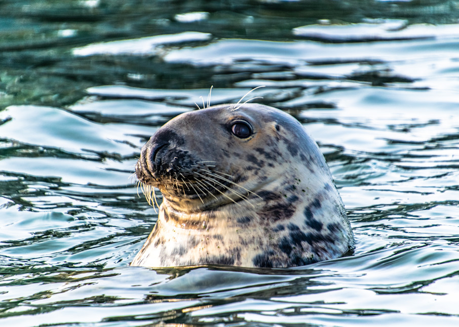 Grey Seal Photography Art | The Colors of Chatham
