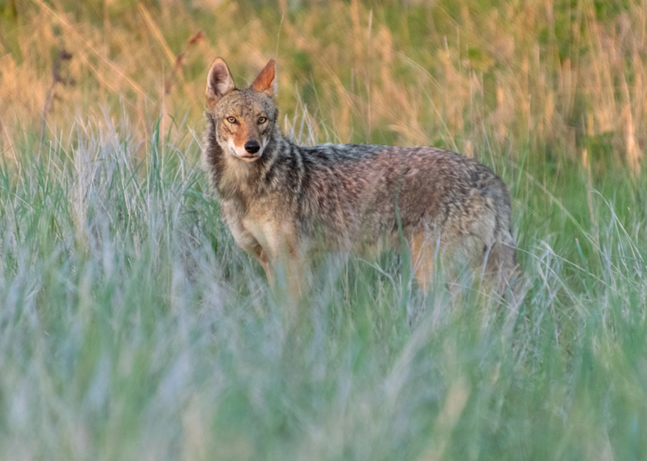 Sunrise Coyote Photography Art | The Colors of Chatham