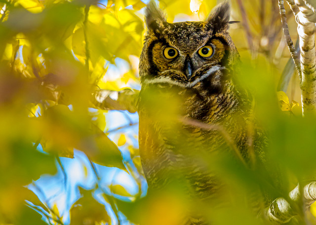 Great Horned Owl In Fall Cottonwoods Photography Art | John Winnie Jr. Photography
