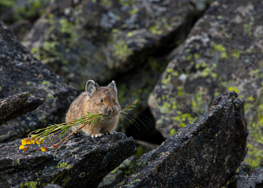 Pika gathering hay for winter on the Beartooth Plateau, Wyoming.