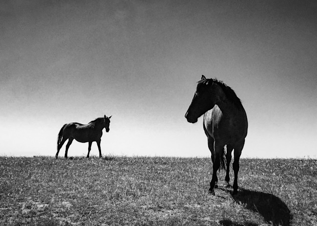 Horses #1, Hollister Ranch Photography Art | Photography's Dead