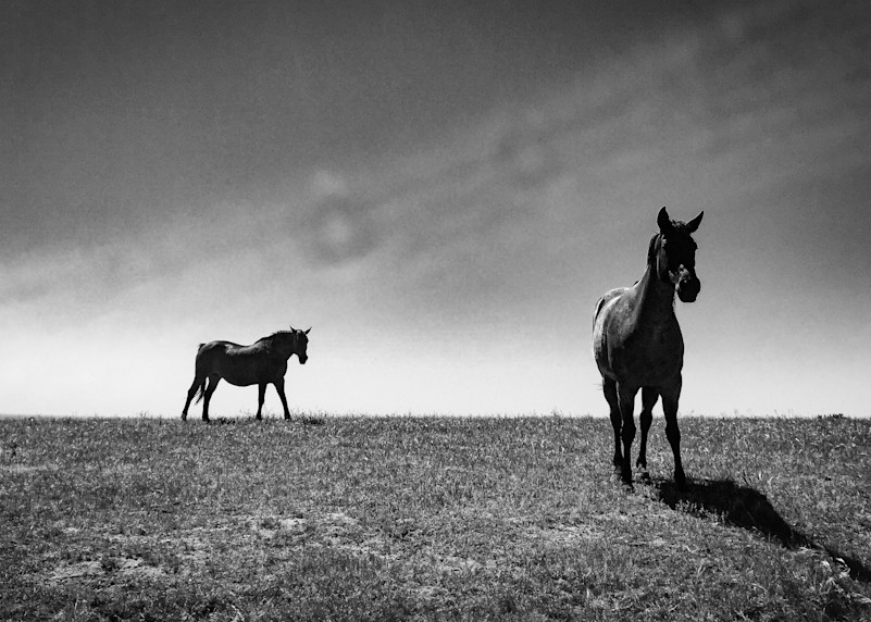 Horses #2, Hollister Ranch Photography Art | Photography's Dead