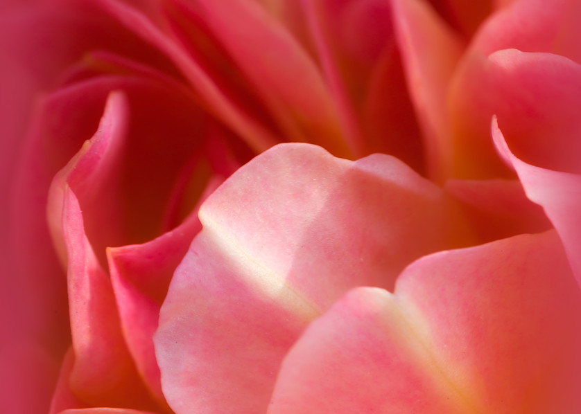 Pink Petal Perfection Rose Close-Up
