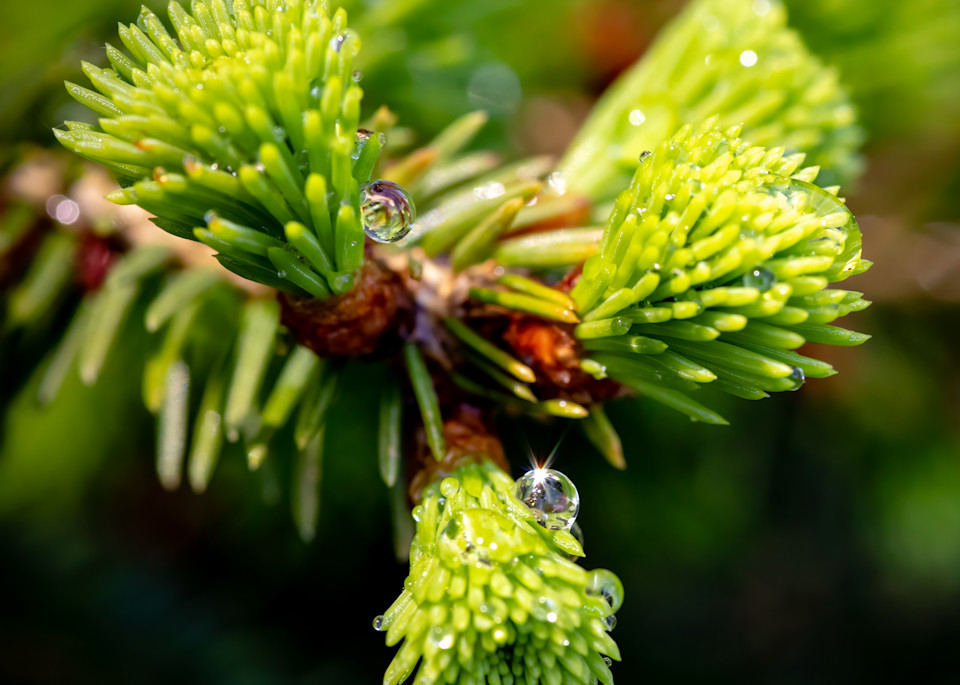 Evergreen Needles with Water Droplets -Square Crop