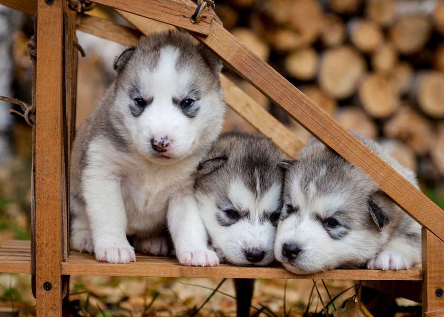 3-week old pure-bred Siberian Husky puppies in small wooden dog sled   Outdoors  Fall  PHOTO (C) BY JEFF SCHULTZ / ALL RIGHTS RESERVED
