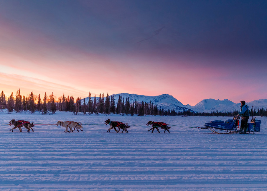 Travis Beals rides into the Finger Lake checkpoint at sunrise in the morning on March 4th during the 2019 Iditarod.

Photo by Jeff Schultz/  (C) 2019  ALL RIGHTS RESERVED