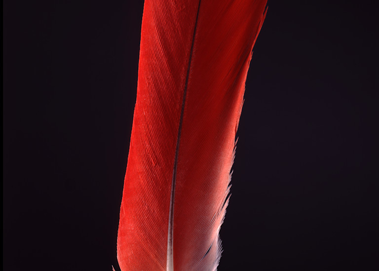 Tumba's Feather Photography Art | Rick Gardner Photography