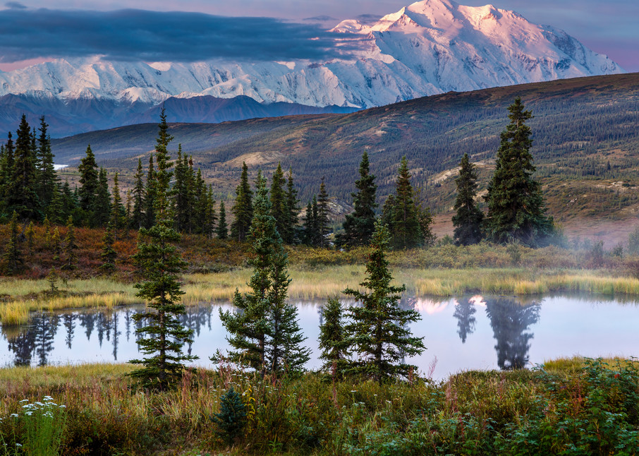 Summer/early fall-autumn landscape of Denali (Mt. Mckinley) has the first light (alpenglow) on it with a tundra pond in the foreground in Denali National Park at Camp Denali.  Interior, Alaska