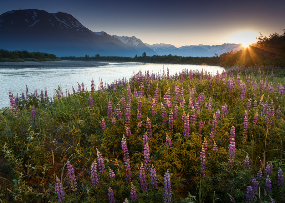 Summer landscape of lupine flowers along Placer River with Chugach Mountains in the background at sunrise. Southcentral, Alaska  June 2016

(C) Jeff Schultz/ Schultzphoto.com