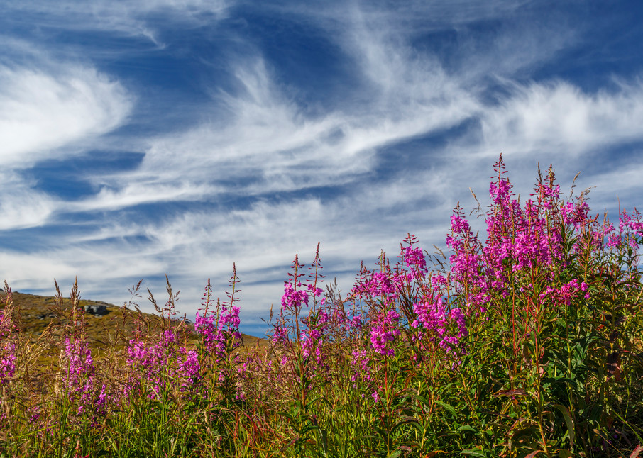 Summer/early Fall-Autumn landscape of fireweed and clouds.   Hatcher Pass Southcentral, Alaska
