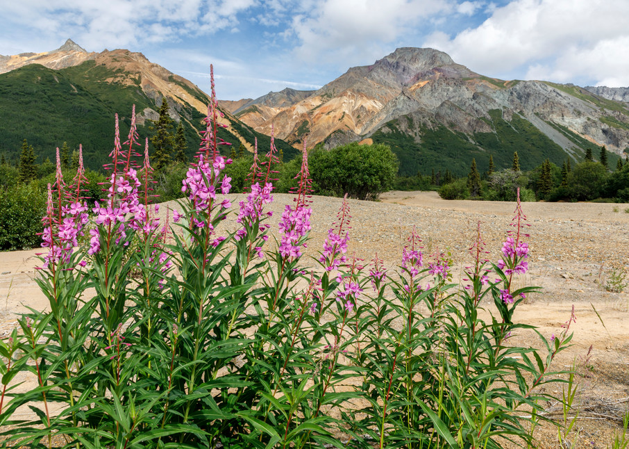 Summer landscape of Fireweed and Sheep Mountain in the Glacier View area along the Glenn Highway.                                Photo by Jeff Schultz/SchultzPhoto.com  (C) 2018  ALL RIGHTS RESERVED