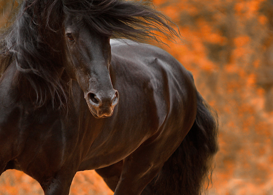Friesian stallion, Beauty of the Knight print