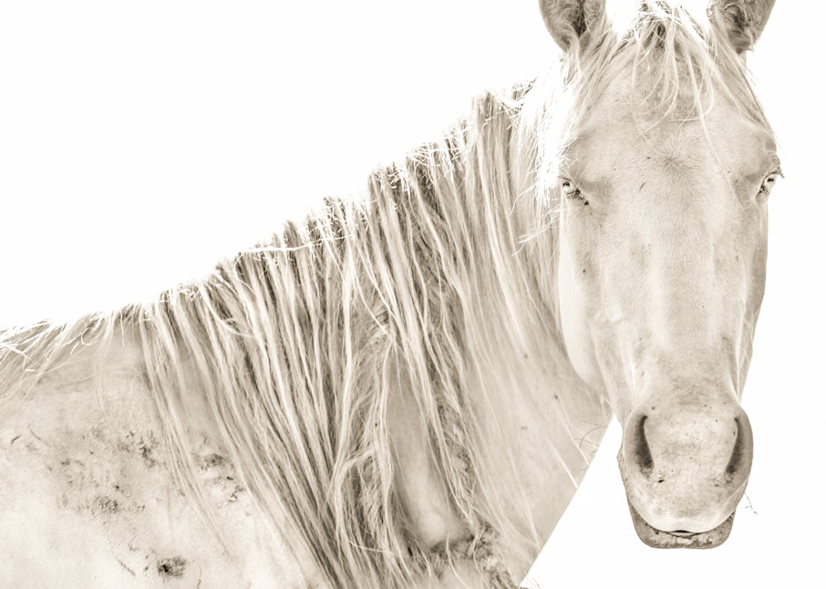 Beautiful gray mare with mesmerizing eyes