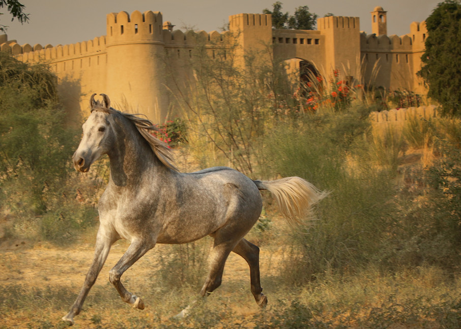 Stunning Gray Marwari stallion running print