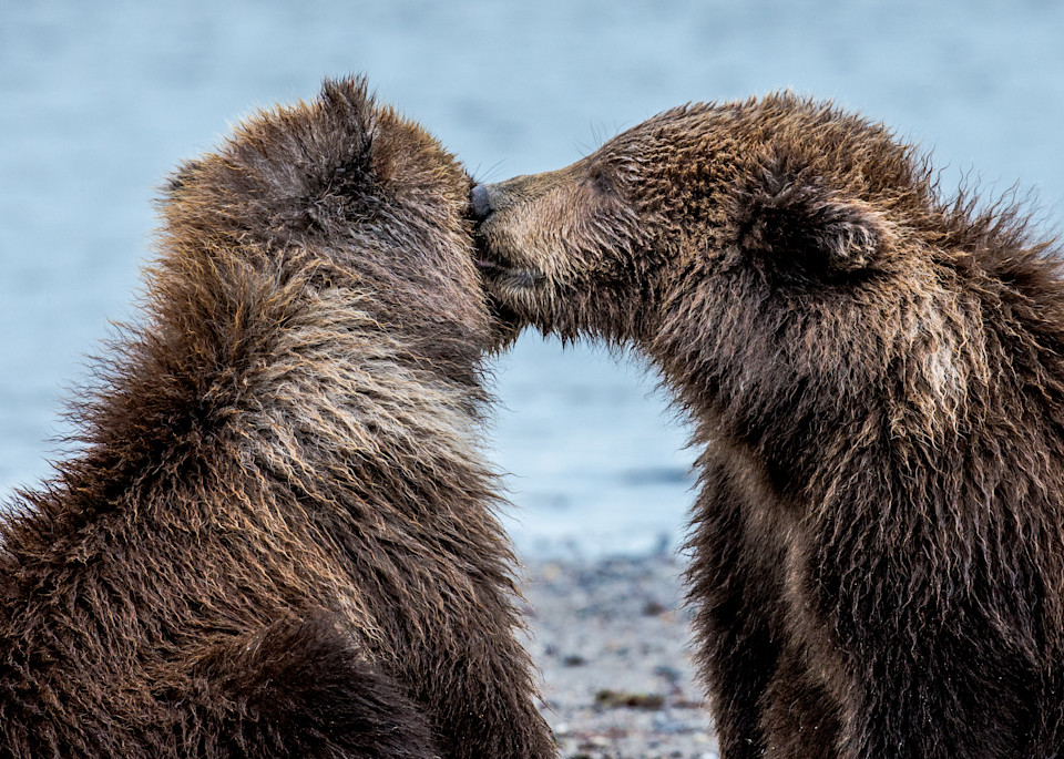 Bear Cubs Kissing on the beaches of  Alaska
