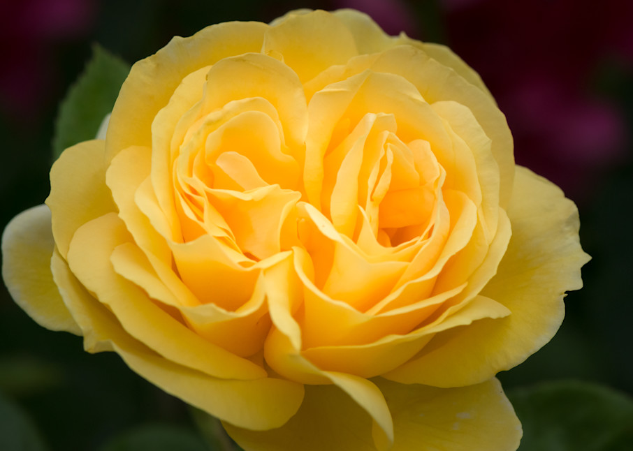 Double Yellow Rose Art | Terrie Gray Photography LLC