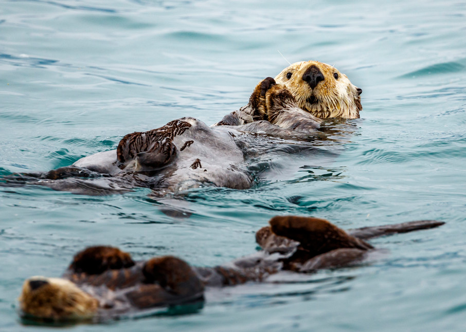 A raft of sea otters float in Prince William Sound.  Summer, Alaska   Wildlife 

Photo by Jeff Schultz/  (C) 2019  ALL RIGHTS RESERVED