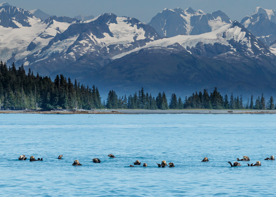Sea Otters with Chugach Mountains in Port Wells of Prince William Sound. Southcentral, Alaska summer