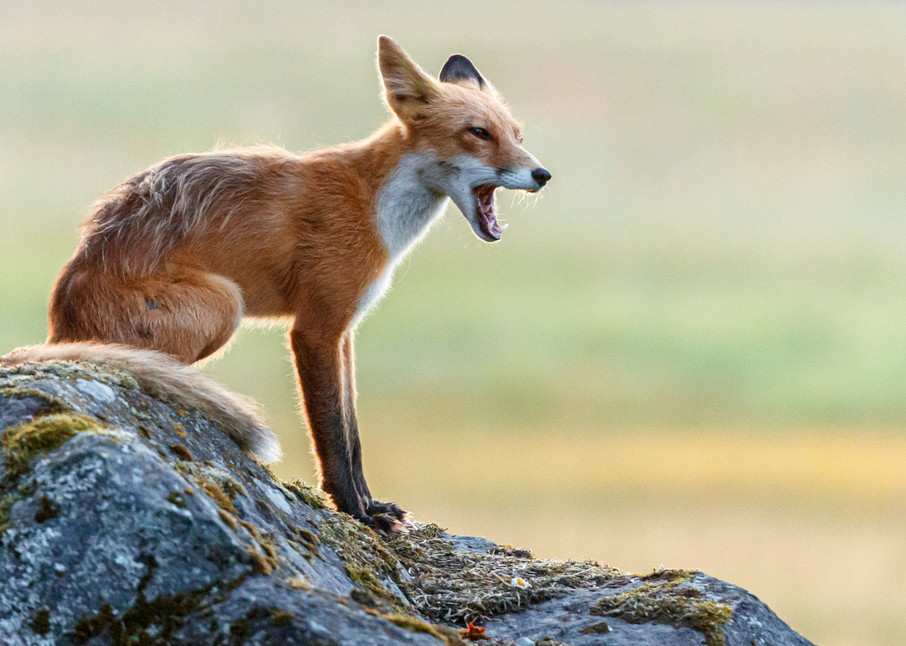 Red Fox on rock in Lake Clark National Park.  Summer, Southwest, Alaska

Photo by Jeff Schultz/  (C) 2019  ALL RIGHTS RESERVED

Into the Wild Photo Tour Amazing Views