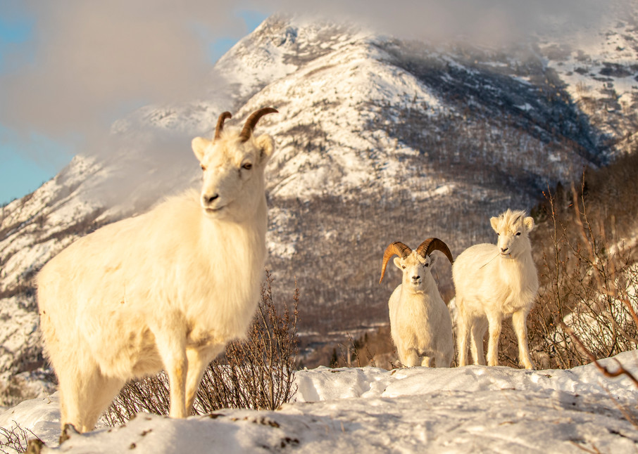 Dall sheep ewe, lamb, ram forage for food in fresh snow in Chugach Mountains. Winter Southcentral, Alaska


Photo by Jeff Schultz/  (C) 2020  ALL RIGHTS RESERVED