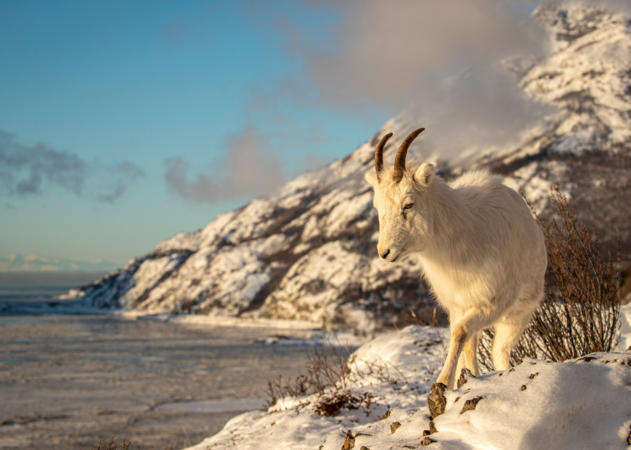 Dall sheep ewe walks along a ridgeline in fresh snow above Turnagain Arm with the Chugach Mountains in background in Chugach State Park. Winter Southcentral, Alaska


Photo by Jeff Schultz/  (C) 2020  ALL RIGHTS RESERVED