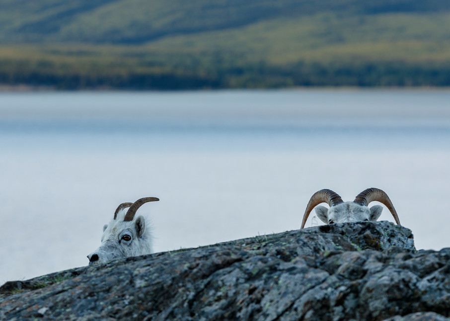 Two Dall sheep peak over a rock at Windy Corner of Chugach Mountains, Chugach State Park with the water of Turnagain Arm and Kenai Mountains in background.  Southcentral, Alaska  Spring-Summer

Photo by Jeff Schultz/  (C) 2020  ALL RIGHTS RESERVED