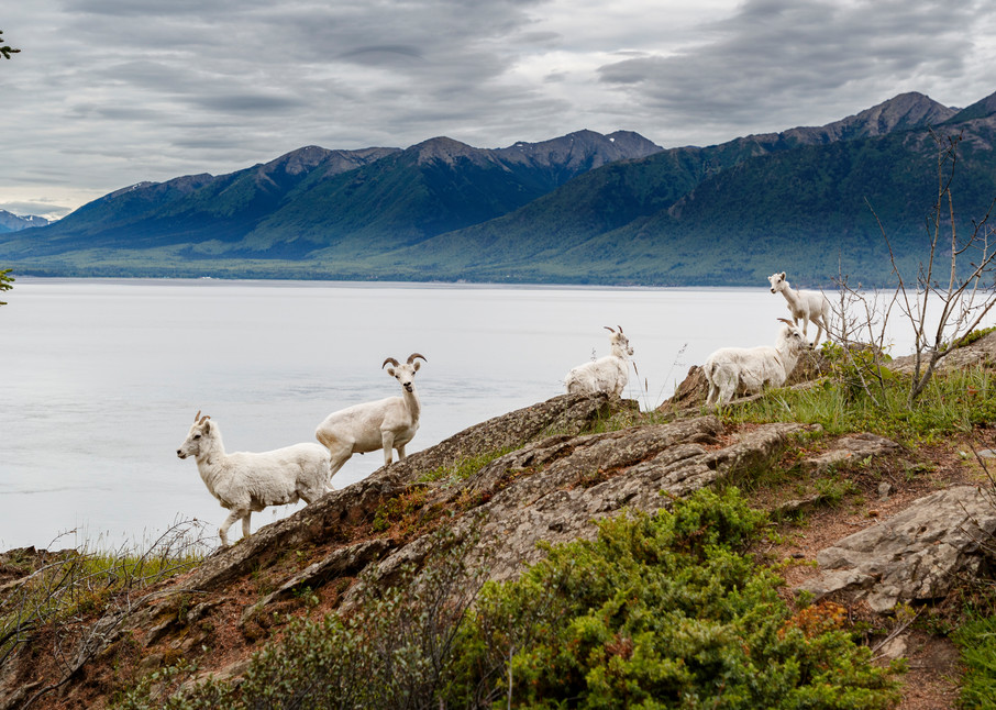 Dall sheep ewes and lambs feed on mineral deposits on cliffs of Chugach Mountains in Chugach State Park along Seward Highway in Southcentral, Alaska  Summer

Photo by Jeff Schultz/  (C) 2020  ALL RIGHTS RESERVED