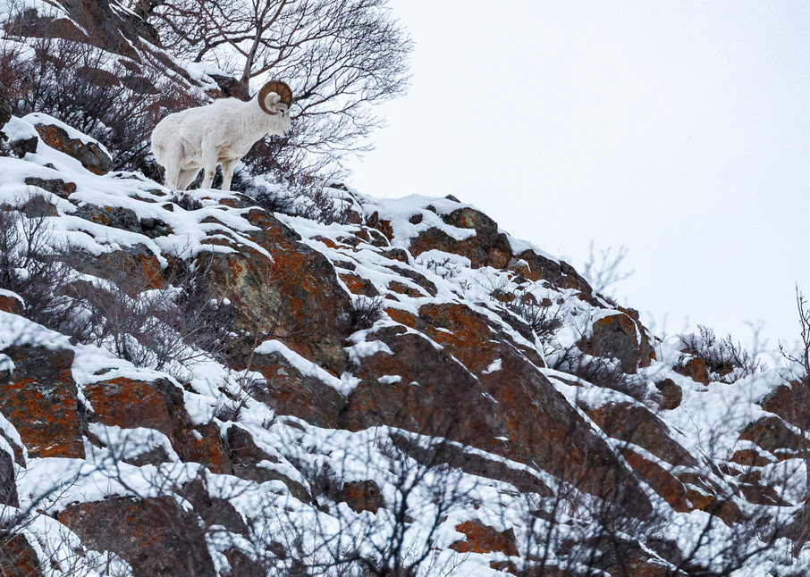 Winter Landscape of Dall Sheep in snow-covered rocks along Seward Highway at Windy Corner, Chugach State Park.  Alaska

Photo by Jeff Schultz/  (C) 2020  ALL RIGHTS RESERVED
