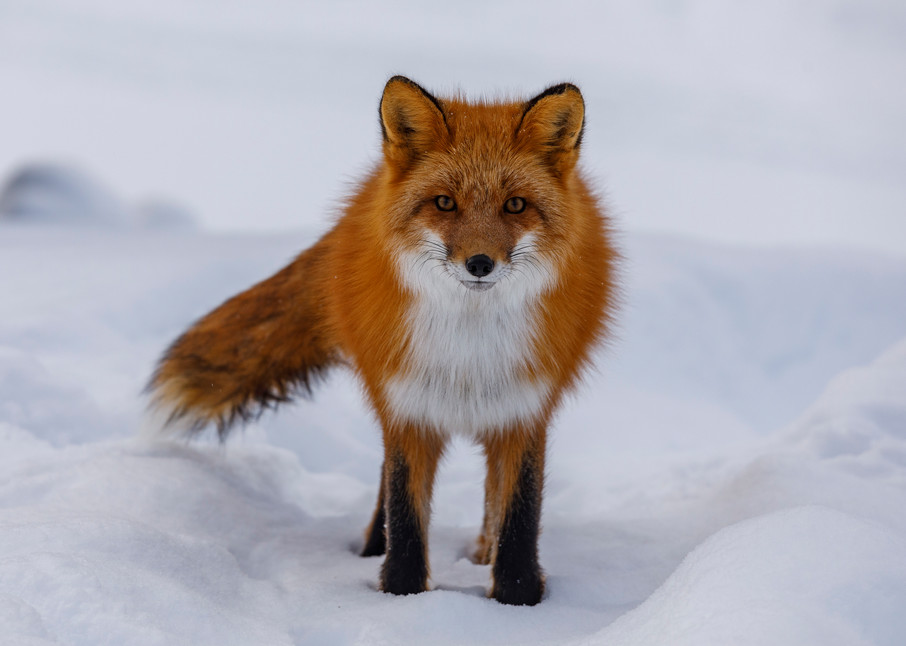 Winter landscape of Red Fox in snow with Alaska Range Mountains in Rainy Pass area of southcentral, Alaska

Photo by Jeff Schultz/  (C) 2021  ALL RIGHTS RESERVED