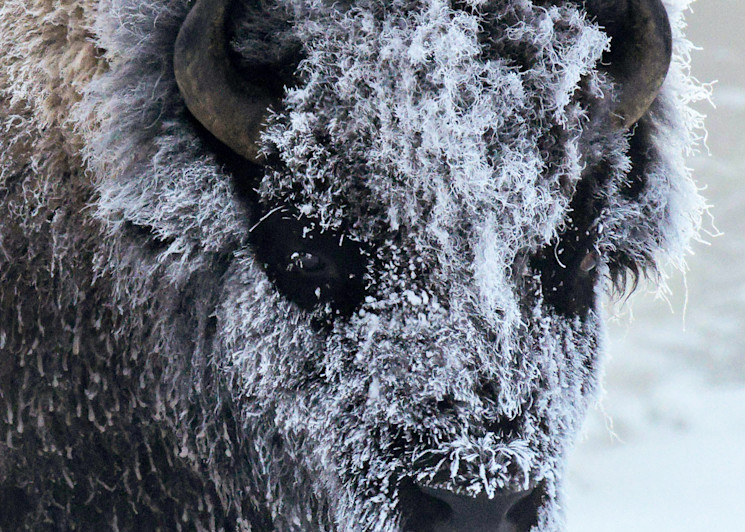 Frosty Bison  Art | Open Range Images