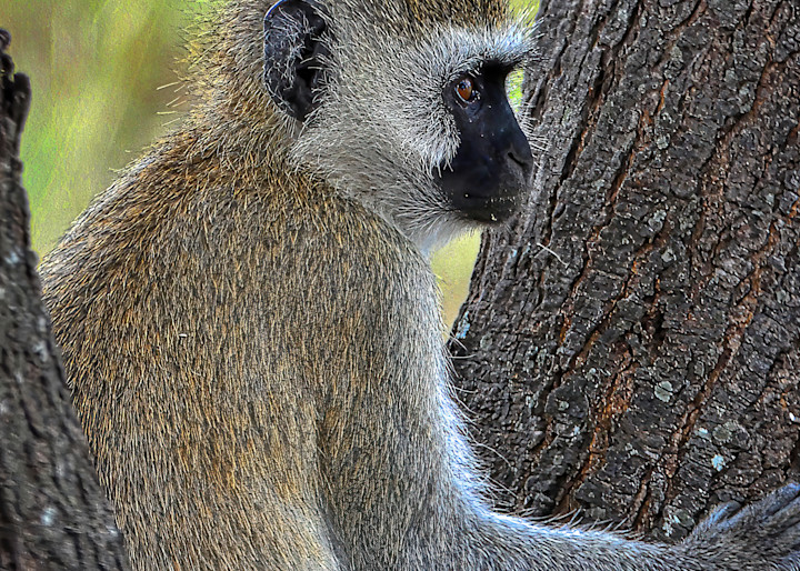 Wildlife Photo Prints: Monkey in Tanzania/Jim Grossman Photo.