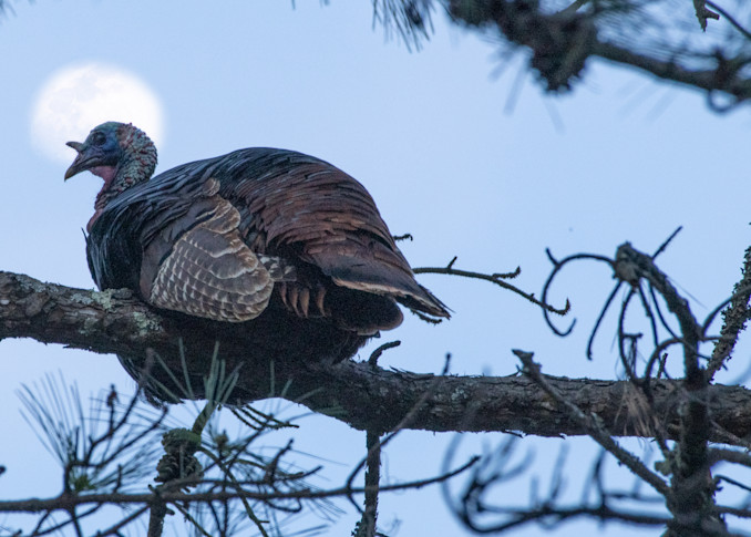 Purchase A Print Of A Wild Turkey In The Moonlight